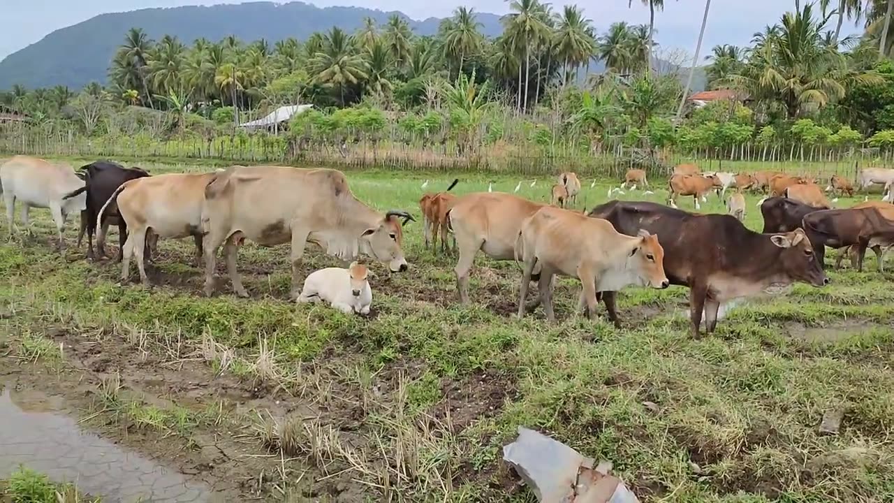 A Group of Village Domestic Cows Marching Together Looking for Fresh Grass in the Rice Fields