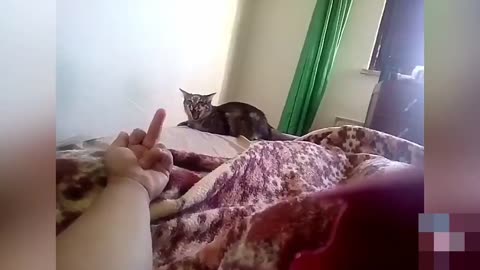 Reactions of cats and dogs with the middle finger