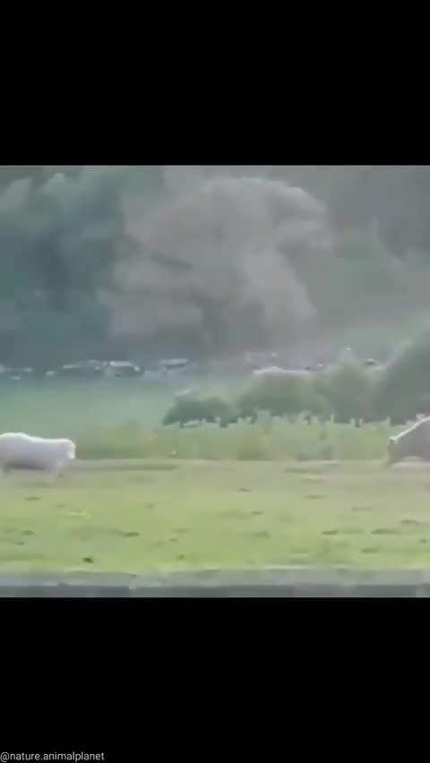 Sheep vs cow