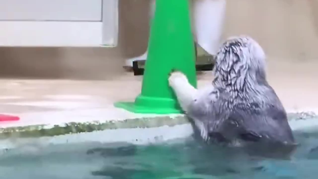 Seal Lends a Helping Fin to Clean the Pool