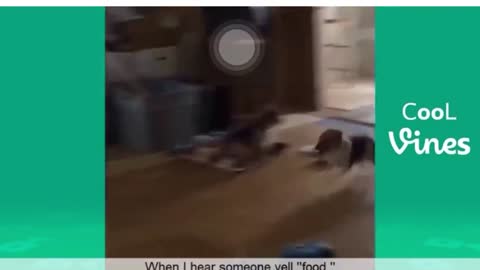 pet funny video