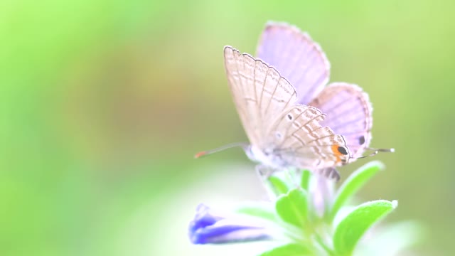Beautiful butterfly