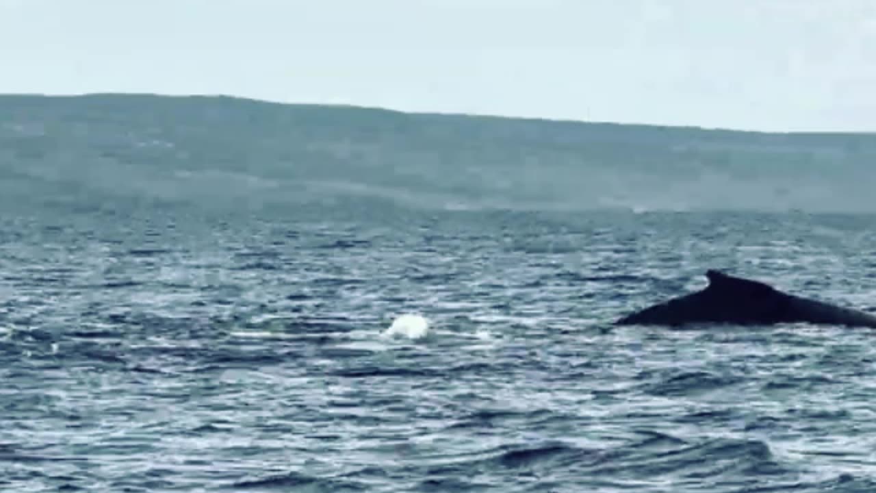 Maui humpback whales aggressively compete for female in a show of strength