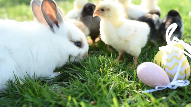 Newborn Chickens And Easter Bunny In Warm Tone On The Grass Field On Green Background.