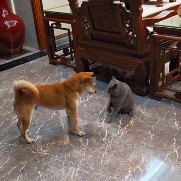 Cat and dog funny time 😀