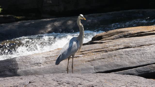 Great Blue Heron Catching Fish On The Burnt River