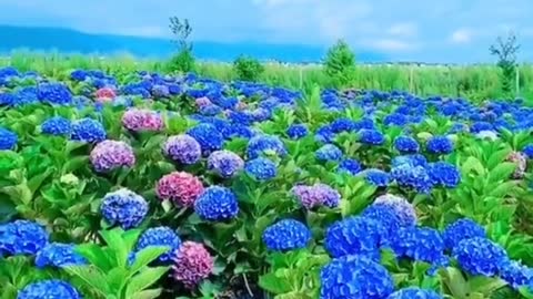 #tiktok #foryou#beauty #sky #clouds #blueflower #scenery #grass