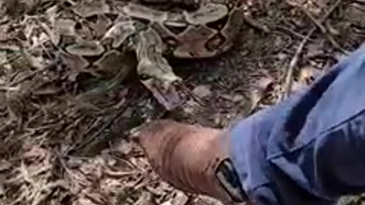 Snake attack