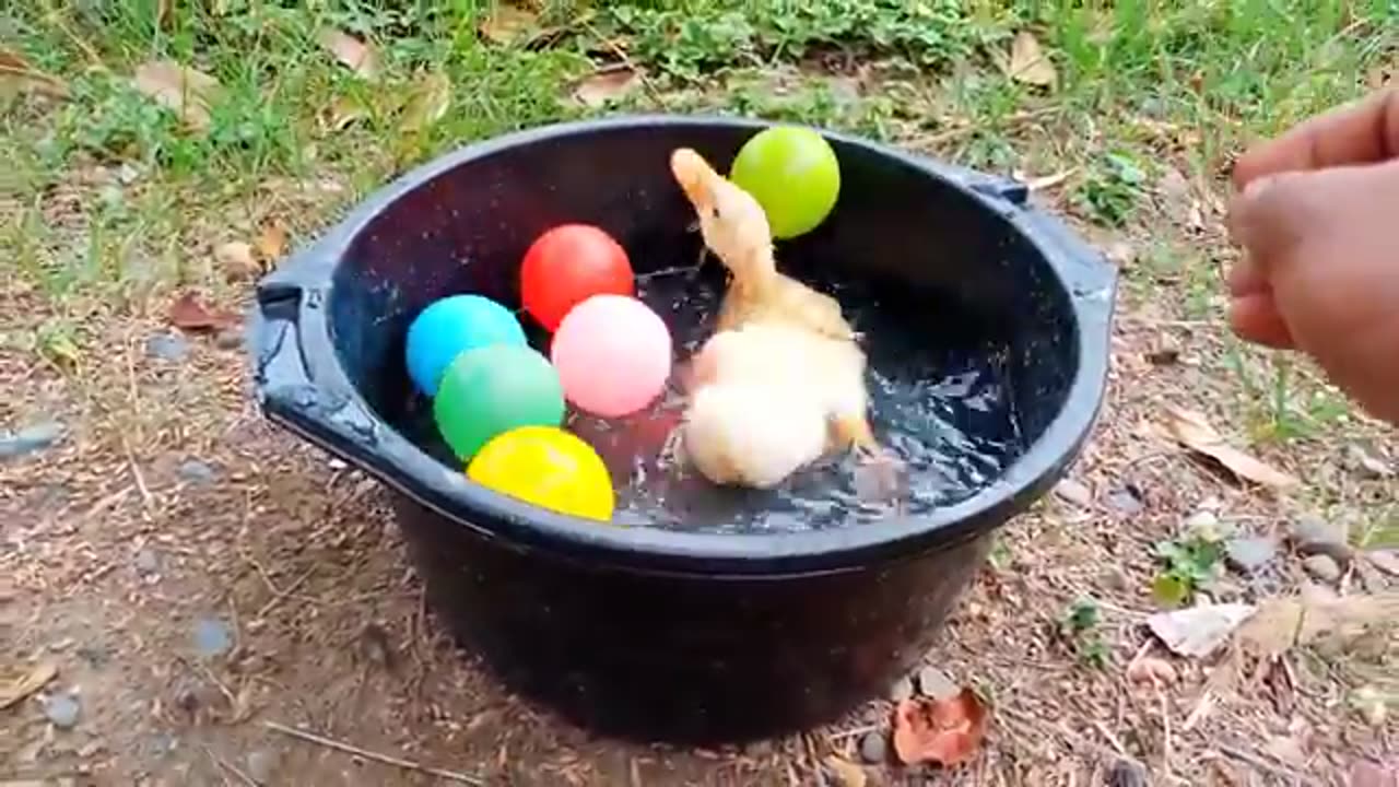 Catch cute chickens