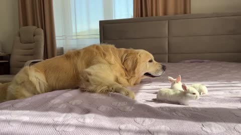 Golden Retriever Meets Tiny Bunnies for the First Time