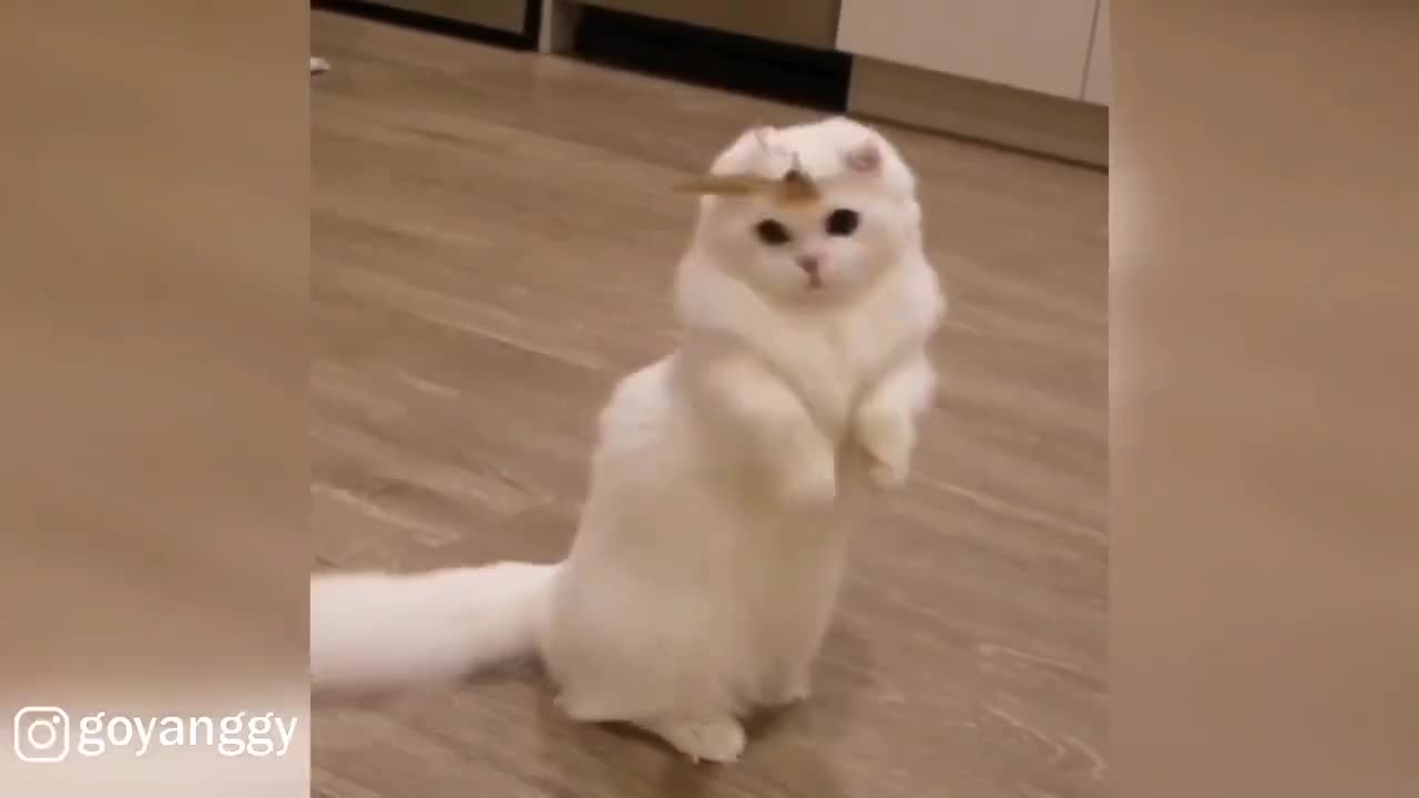 Playful Scottish Fold Munchkin Cat(part 86)