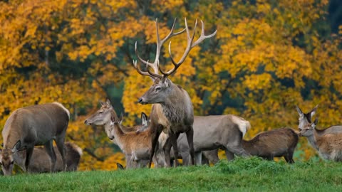 HORNED DEER