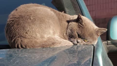 How beautiful the cat is sleeping on the car