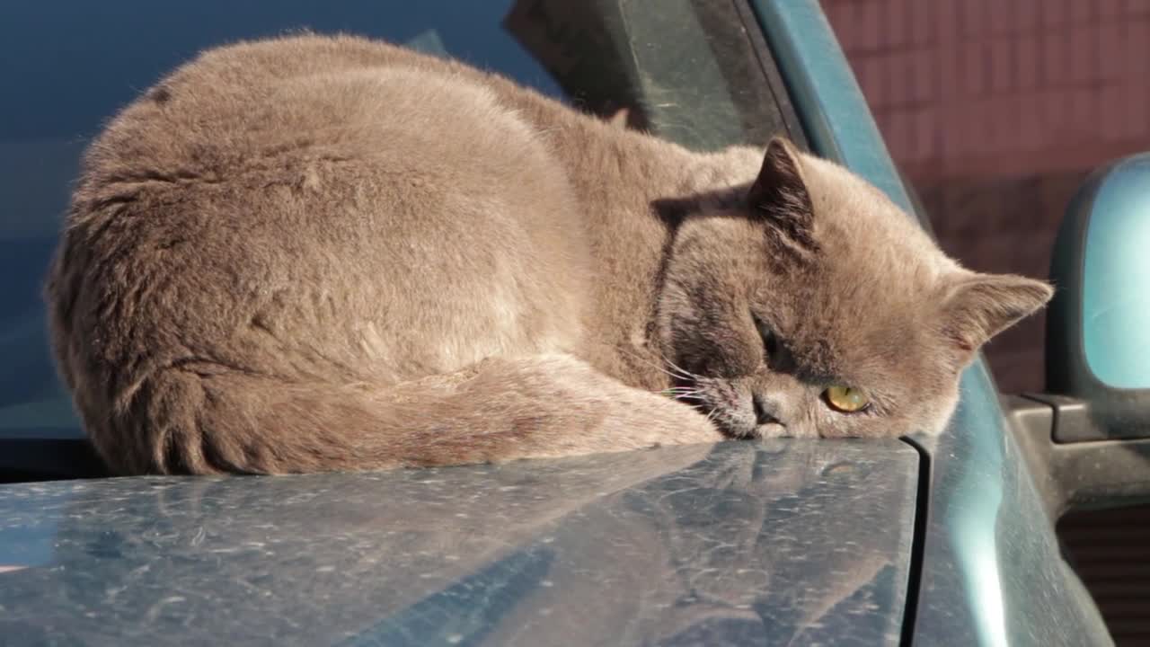 How beautiful the cat is sleeping on the car