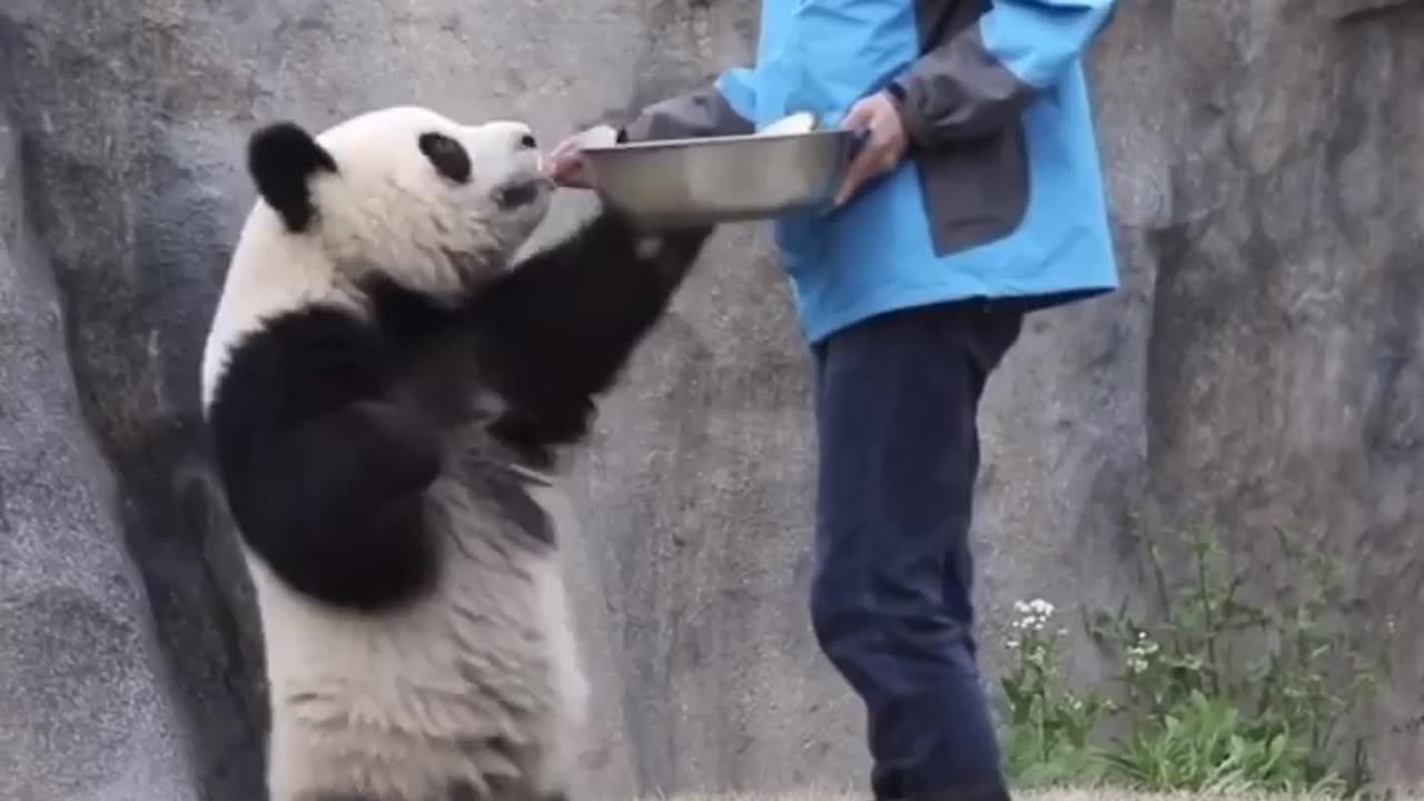 Funny pandas