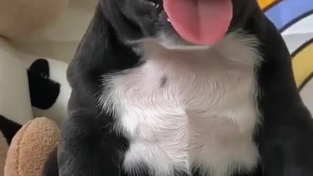 dog baby-cute videos - top funny dog home compilation