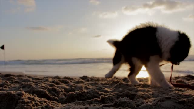 Dog Play in sand