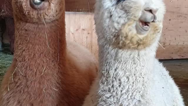 Cute lamas😍🤗