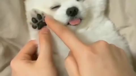 Cute Dog