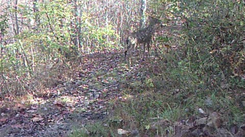 Buck on my trailcam