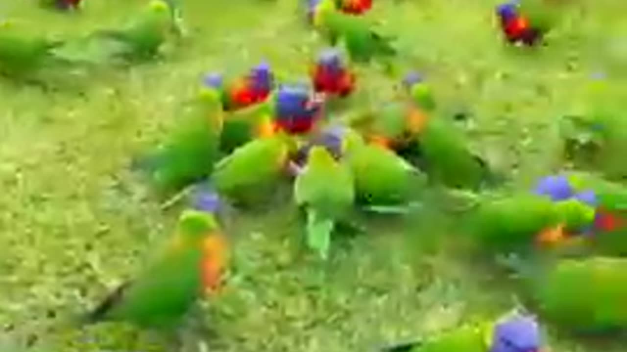 Cute Birds #viral #shorts# tips# smart