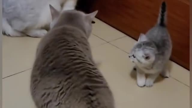 Funny Cat vedio