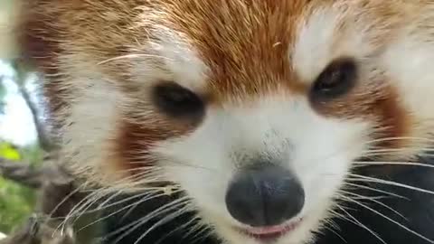 That's too close for comfort # Red Panda