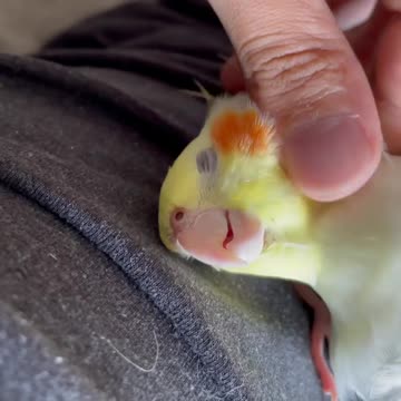 Cocktail bird owner gives him a light, wonderful and relaxing massage