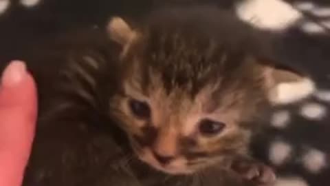 Beautiful cat 🐈‍⬛ trending video