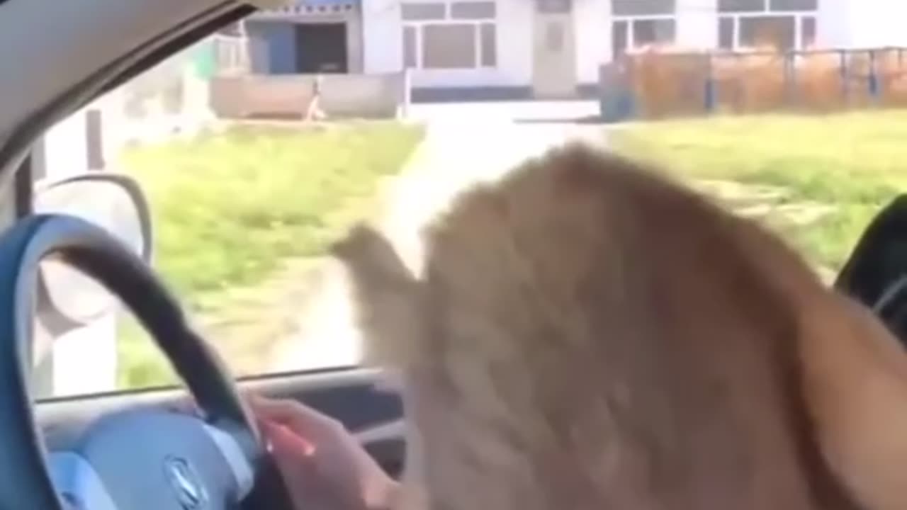 Funny animals videos 😂😂😂😂