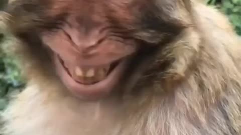 Hilarious Monkey Can't Stop Laughing!