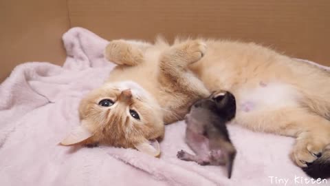 Baby kitten is calling mother cat...