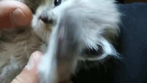 Cute cat video