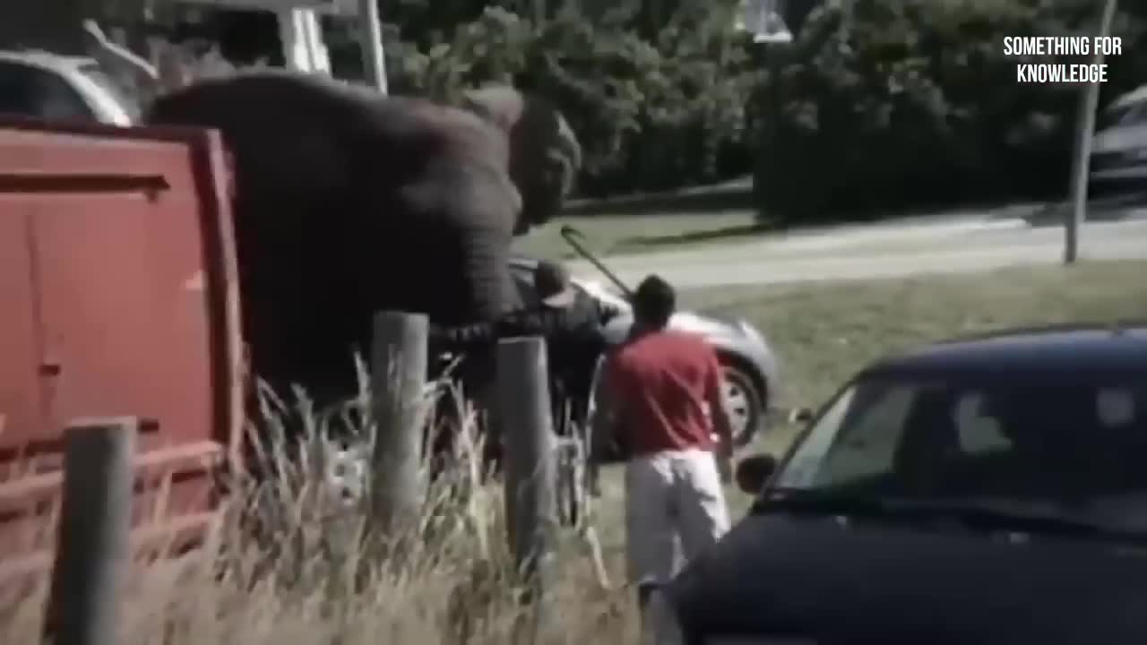 jomals unexpected attack on human - anilay