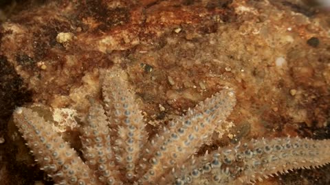 The Dividing Starfish