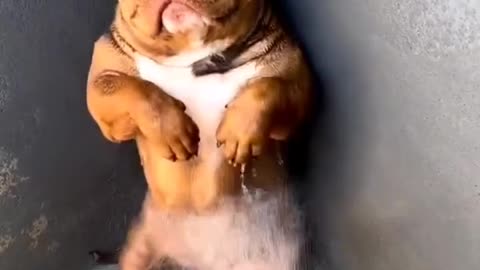 Am bully cute.. bath