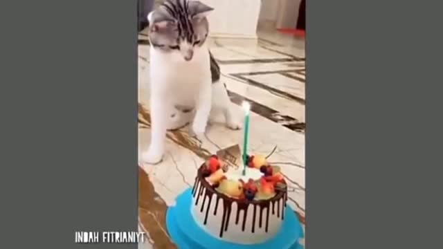 Video cat cute and funny