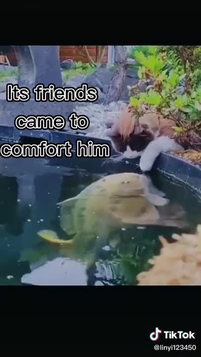Cats are so funny, part 290 funny cat videos Imagine a cat kissing a fish