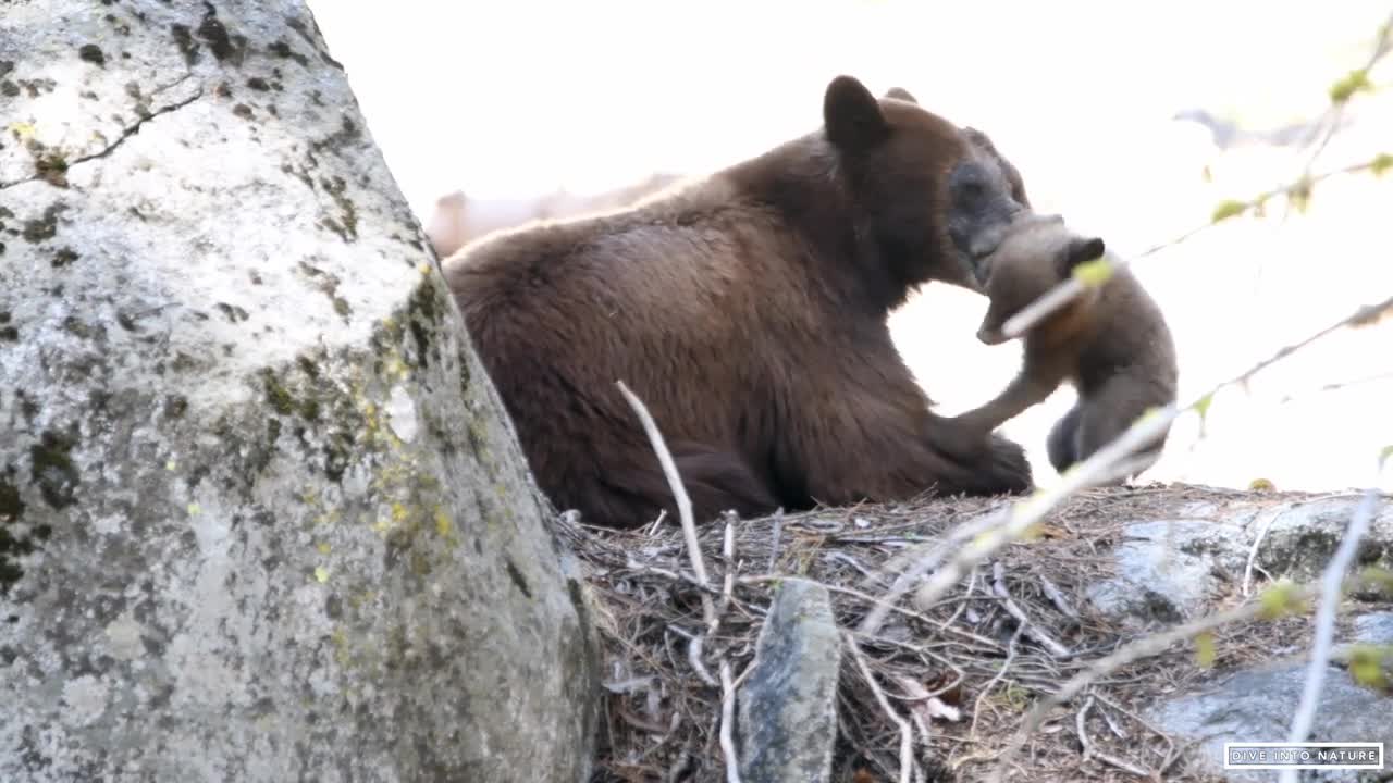 Mother Black Bear & Her Adorable Bear Cub in Sequoia National Park - California