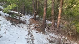 Hiking the Canyon Forest – Whychus Creek – Central Oregon