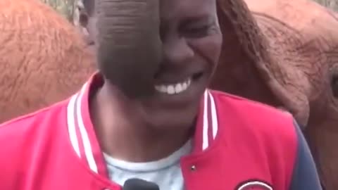 Baby Elephant Photobombs Reporter With Trunk...