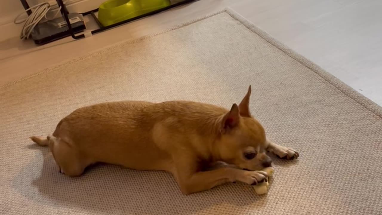 Chihuahua eating chewing gum