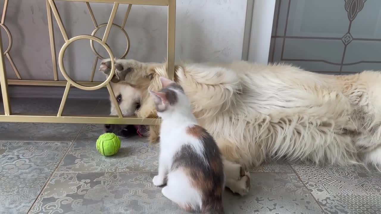 Golden Retriever and Baby Kitten are playing with a ball