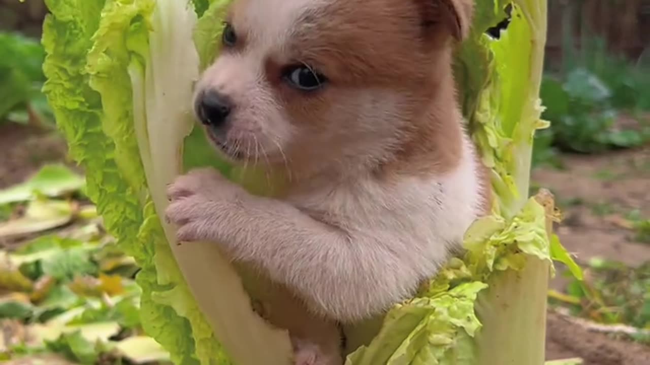 Dogs love to eat cabbage