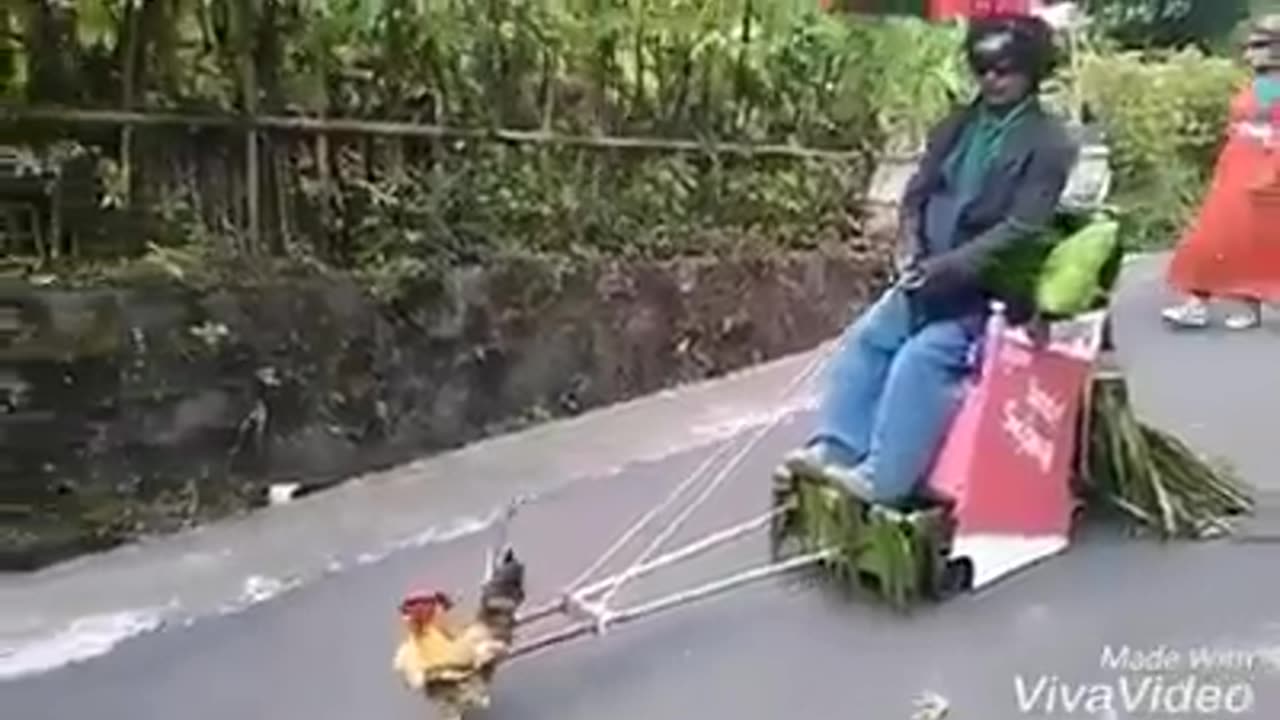 GALO E MUITO BOM.