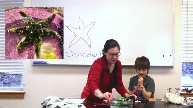 Ocean Science Discovery Lab: Sea Stars