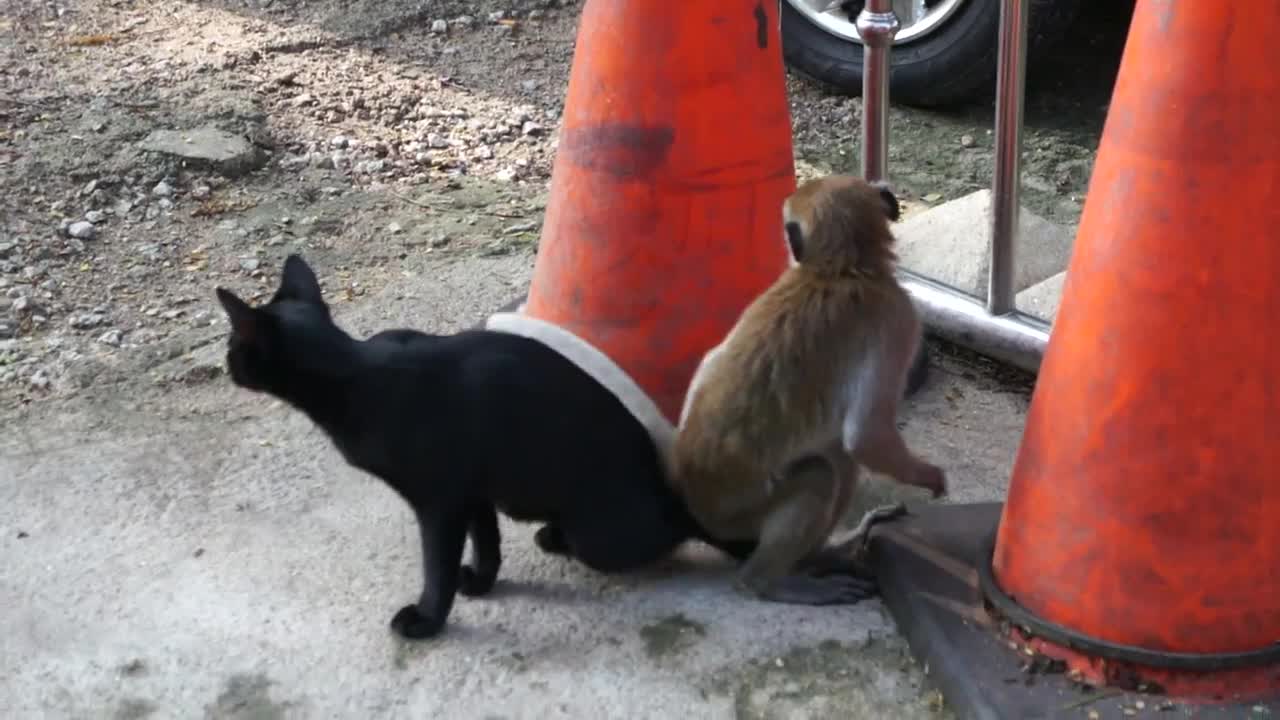 Funny cat playing with monkey | Daily Pets Life