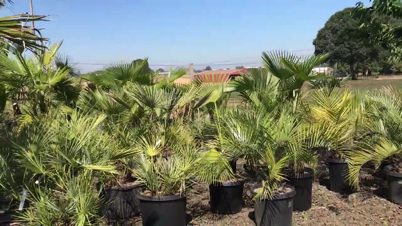 Butia and Livistona australis in Oregon