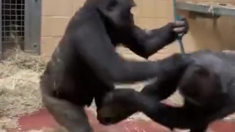 Gorillas swinging fun #shorts #viral #shortsvideo #video