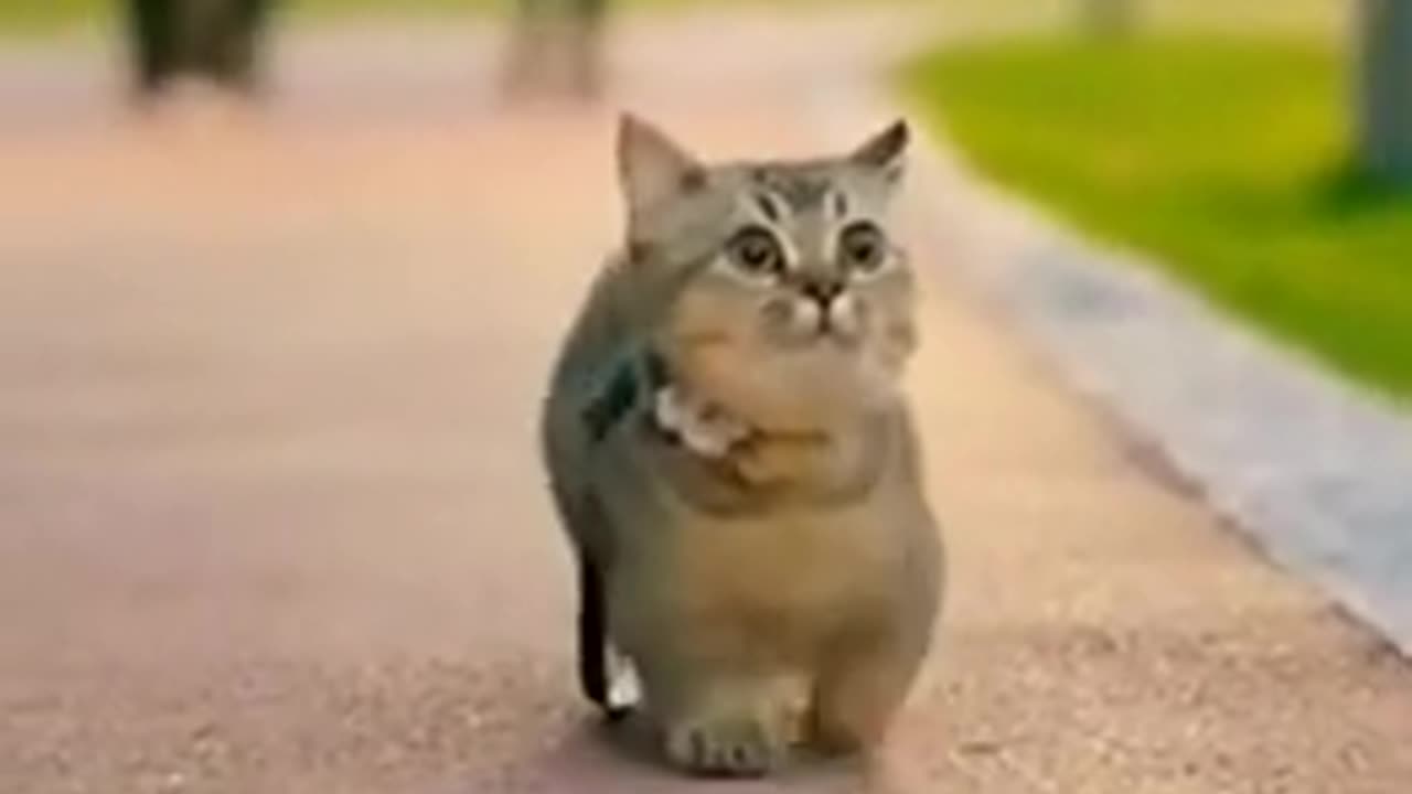 oo So Cute Baby Doll Love cat me mom is best